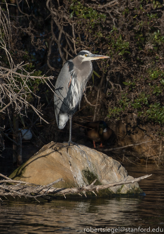 emily renzel wetlands